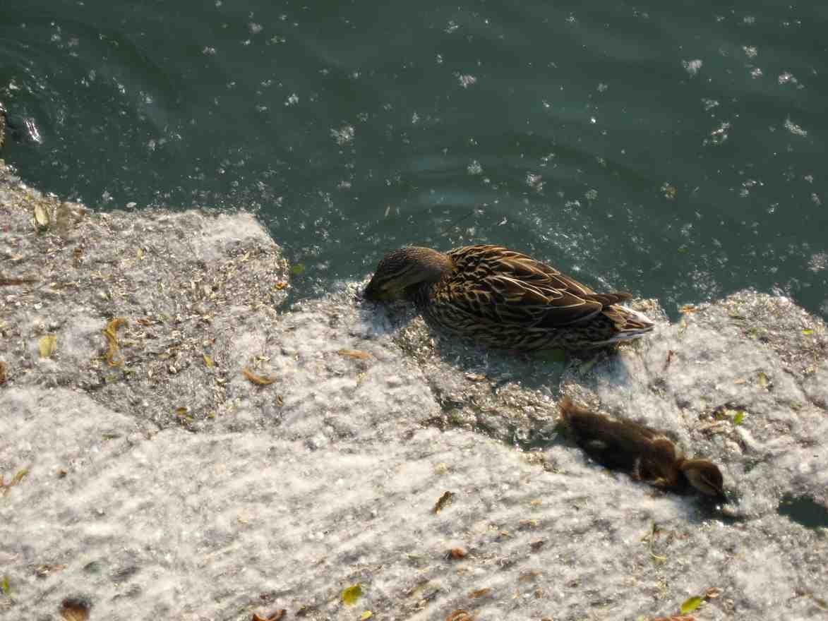 fauna del sile